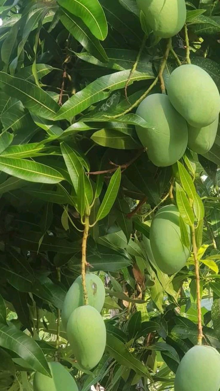 Chaunsa Export Quality