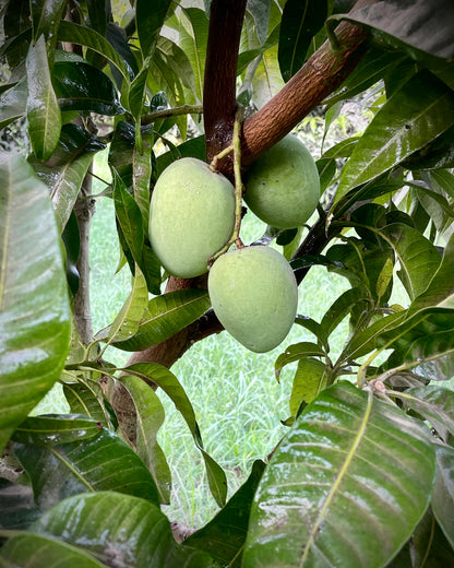 Anwar Ratol Export quality