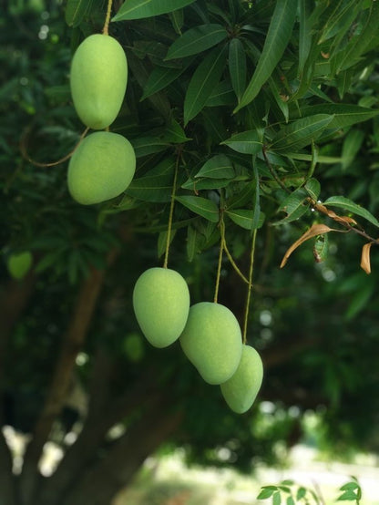 King Chounsa Export quality