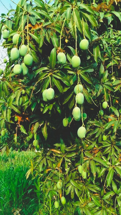 King Chounsa Export quality